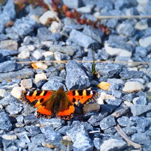 Kiesgarten oder grüne Oase? Worauf es bei der Gartengestaltung jetzt ankommt